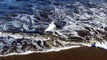 Aigrette-Santa-Cruz
