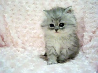 Tiger Lily - Persian Kittens for Sale!