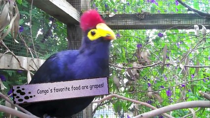 The Exotic Birds Aviary