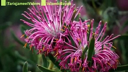 Deen Zaberdasti se nai Ata,Taliban ne zaberdasti Darhian Rakhwain to kia nateeja nikla sunye Maulana Tariq Jameel ka bay