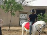 Tough Marwari horses of India
