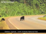 Funny Wild monkeys take care before crossing the road