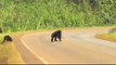Ces chimpanzés font très attention en traversant la route! Adorable...