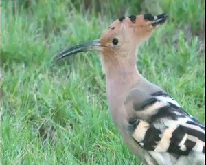 Hop - Hoopoe - Upupa epops - Wiedehopf