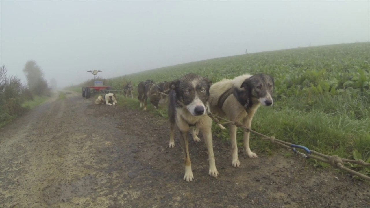 2013.10 ESSAI GO PRO Entrainement de chiens de traineau norrland husky