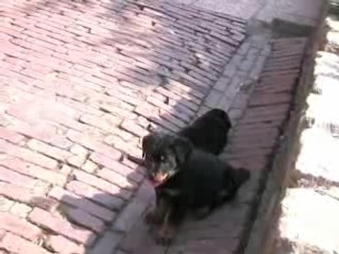 Chiots beauceron à 6 semaines