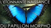 L’étonnante naissance du papillon Morpho