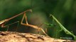 Maternal Instincts of the Murderous Mantis
