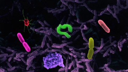 Bactéries et infections