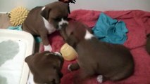 64ème vidéo des chiots de la 19ème portée de Staffordland