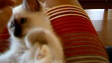 Kedi 023
