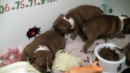 65ème vidéo des chiots de la 19ème portée de Staffordland