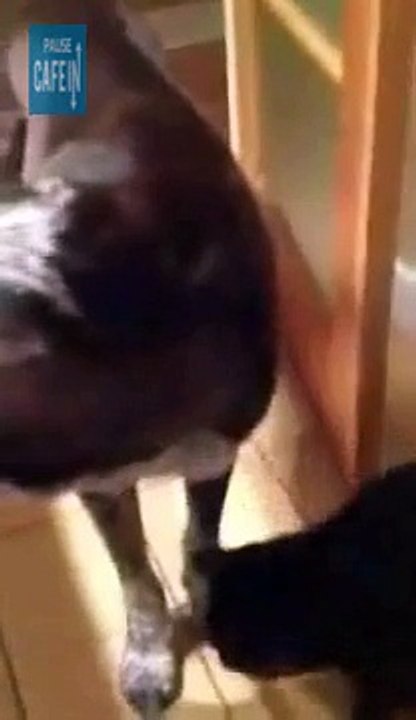 Ce chat est aux anges quand il retrouve son pote chien après 10 jours d'absence