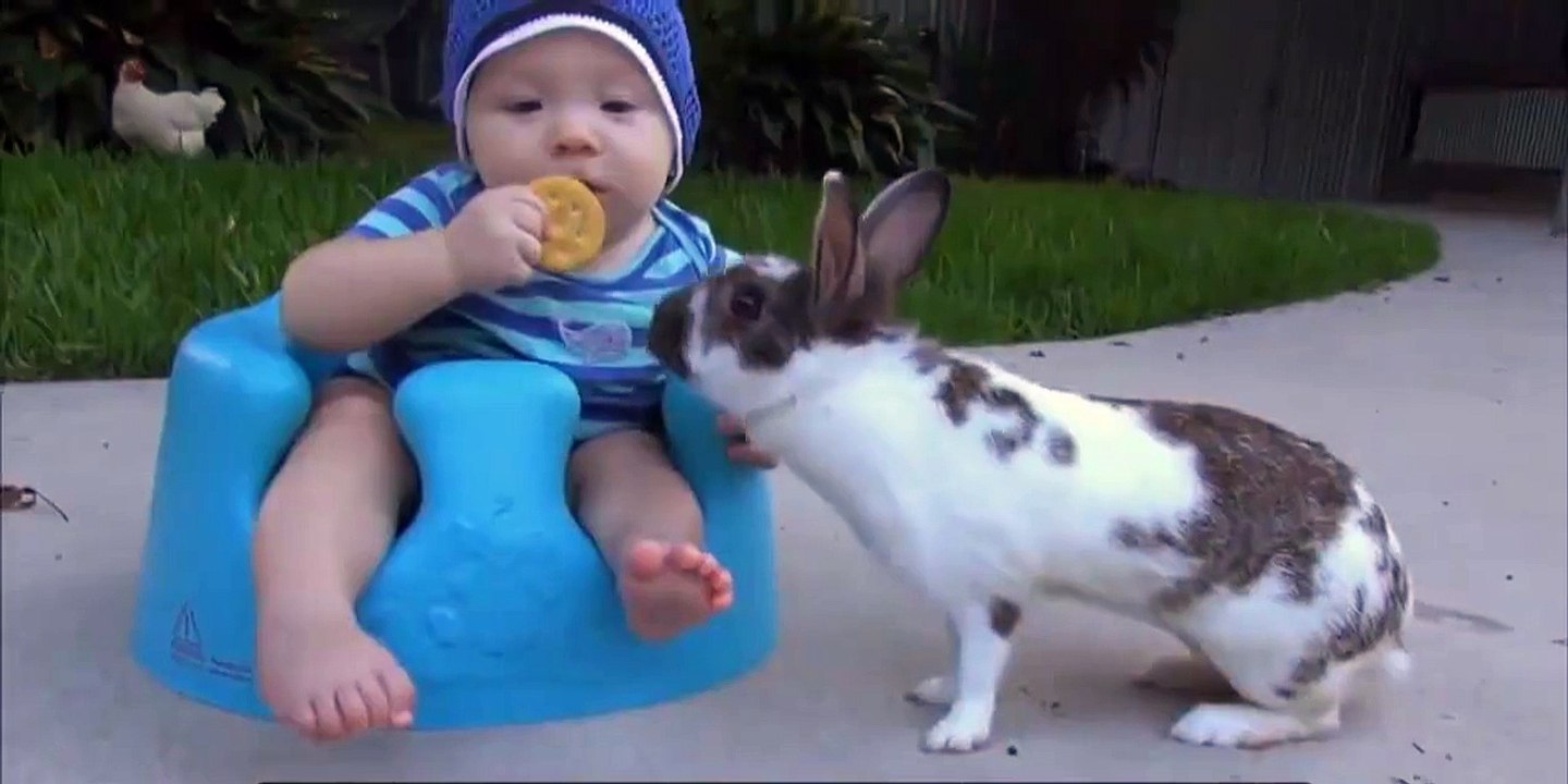 Rabbit stole biscuits