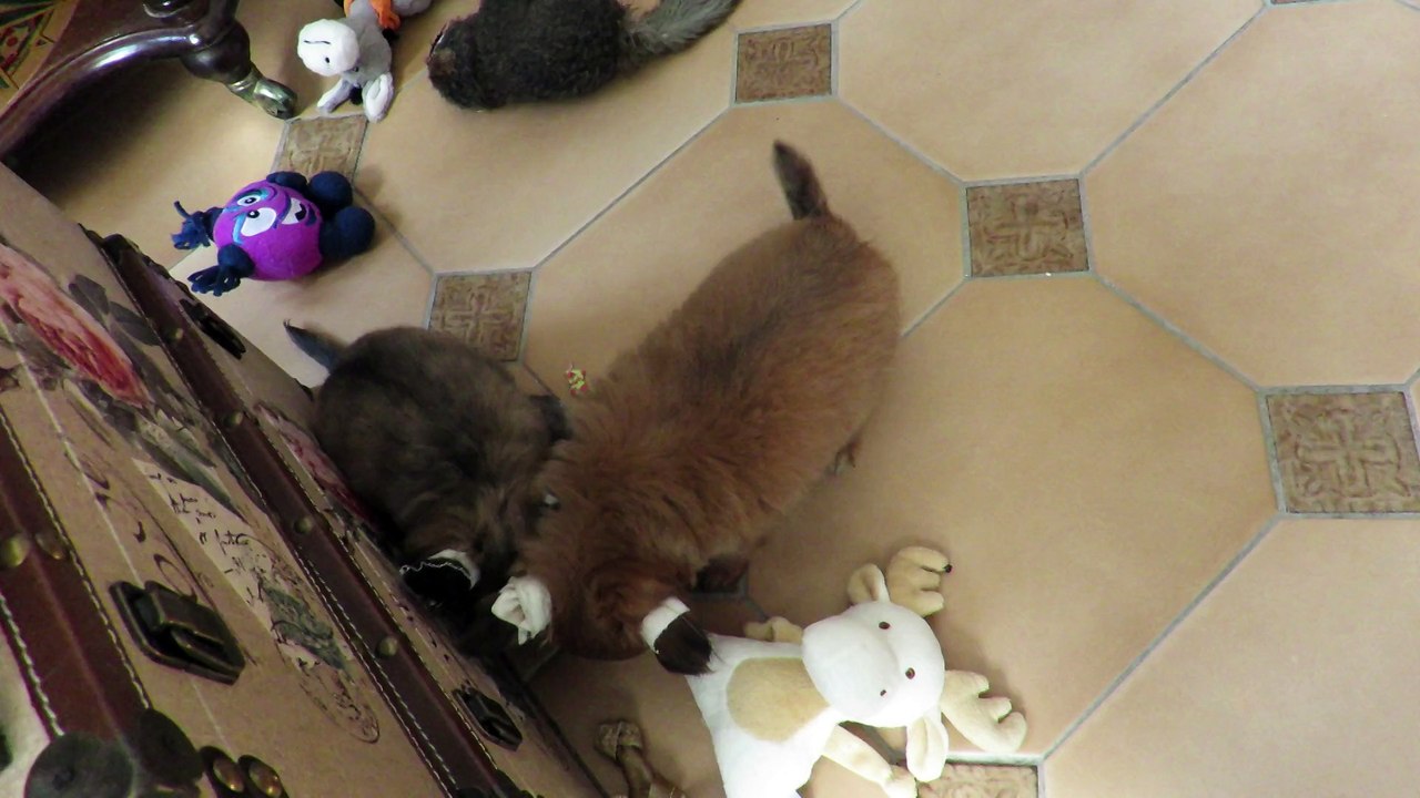 BB chihuahuas de deux mois