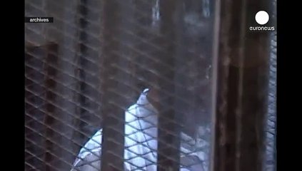 Ägypten: Mursi zu 20 Jahren Haft verurteilt