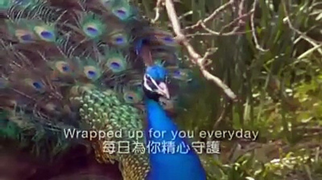 stunning creatures of allah must watch