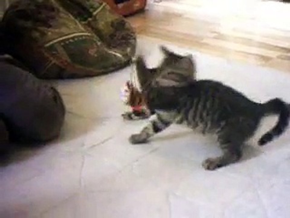 Kittens Playing