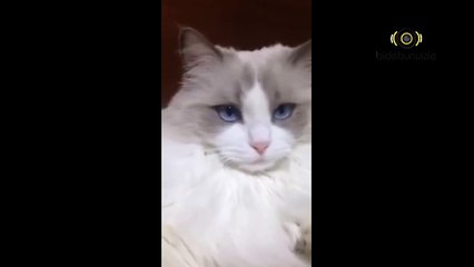 Dişlerini Fırçalayan Kedi