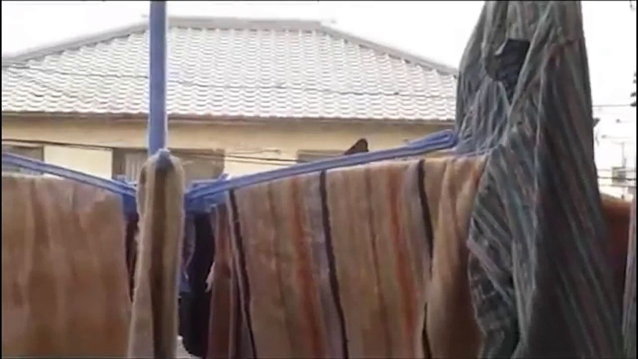 Mission impossible des chats