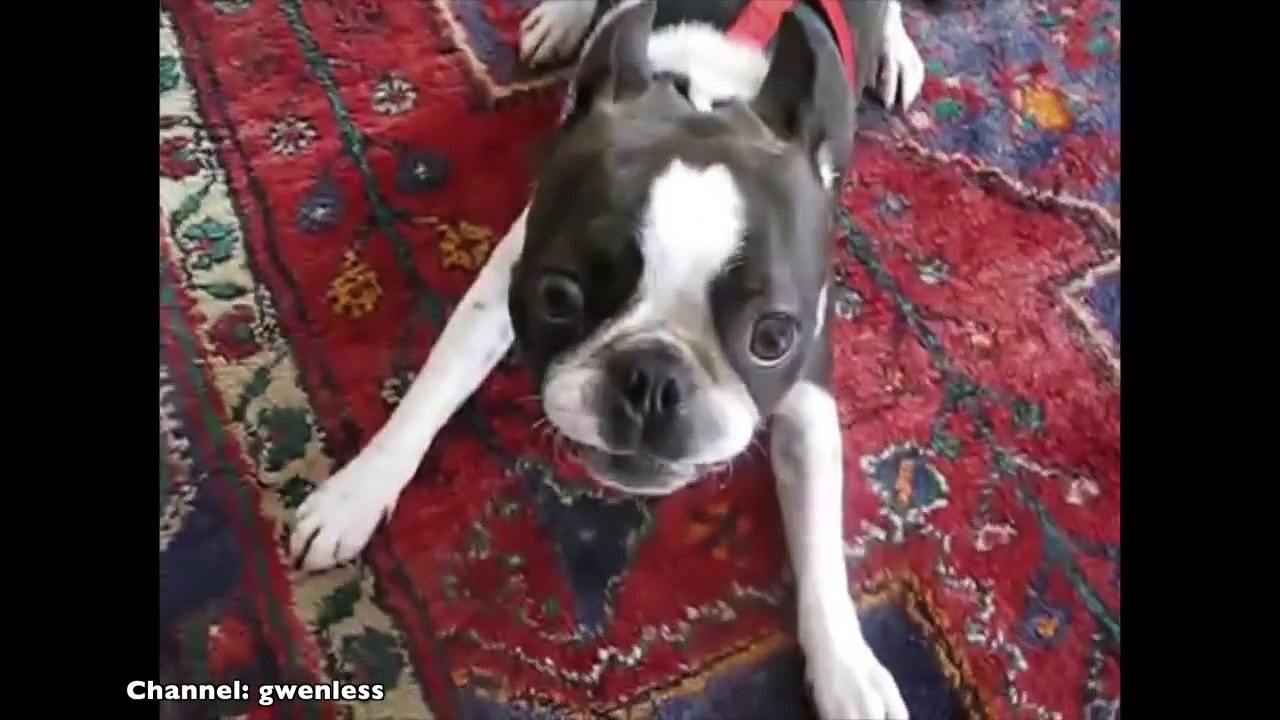 Boston Terrier Compilation
