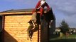 Nel 2010 Babbo Natale derubato da un cane pastore belga Malinois ... AUGURI