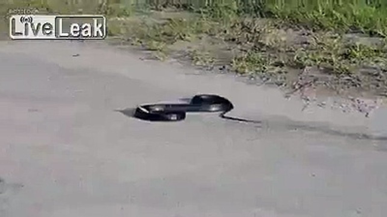 SCHLANGE DER HURENSOHN TANZT ZU DUBSTEP