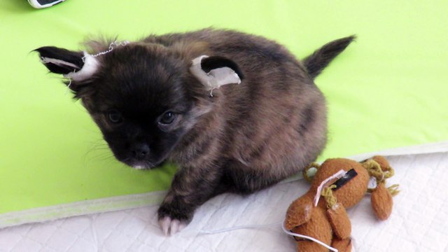 Bébés chihuahuas à poils longs de deux mois