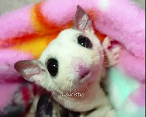 Colorazioni rare del petauro dello zucchero - PetauroDelloZucchero.net