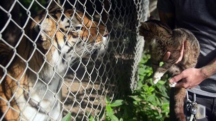 Loin And Cat  By Lil Bub