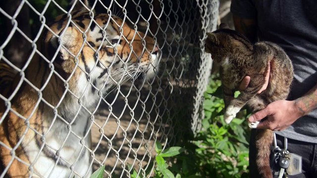 Loin And Cat By Lil Bub