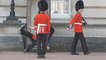 Buckingham Palace Guard Falls Down In Front Of Tourists