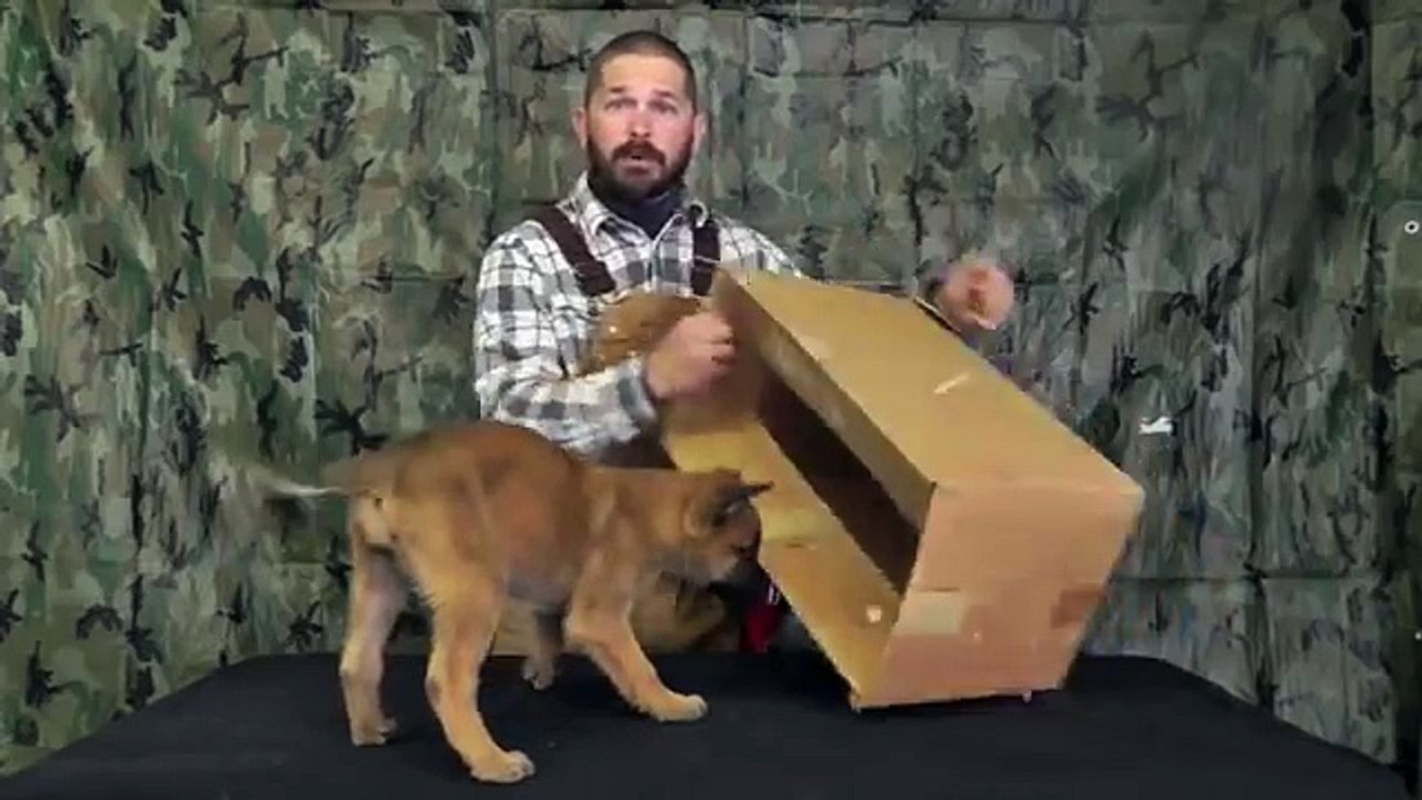 Malinois Puppy Training Lesson Two