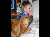 FUNNY DOGS VIDEOS FUNNY DOGS PICS _ CUTE DOGS