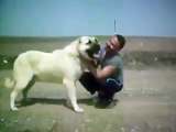 Kurdish KANGAL vs American Pitbull Terrier Dog Fight 2008