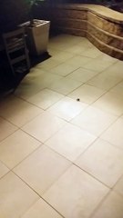 Il tue une araignée énorme et il en sort des centaines de bébé