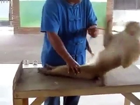 Funny Fitness Video_ Monkey doing pushups and Ab Crunches