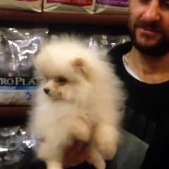 BOO POMERANİAN YAVRULAR SAĞLIK VE IRK GARANTİLİ İTHAL