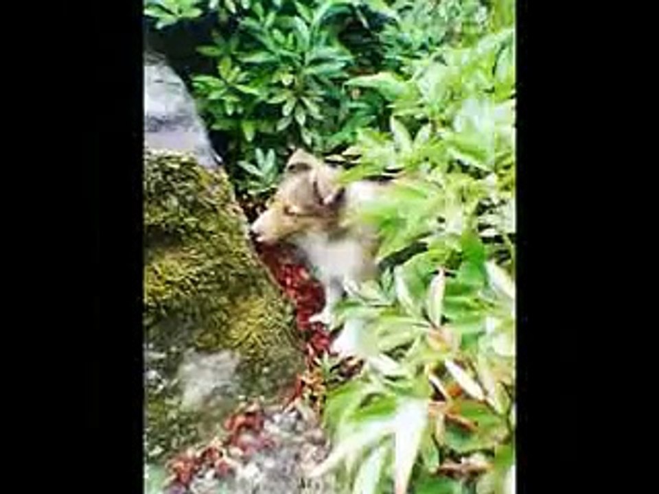 recuerdos de un perro