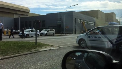 ¡Jumanji! Cebras sueltas en pleno Bruselas