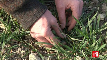 paysan (meunier, boulanger) - accents d'Europe