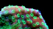 A closer look at Montipora SPS corals