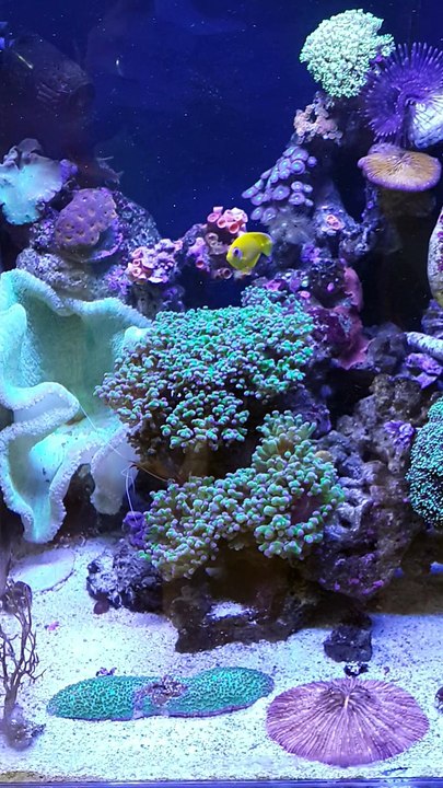 DENİZ AKVARYUMU  -  EVCİLİM DENİZ AKVARYUMLARI