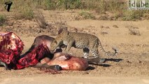 SCAVENGERS: Leopards, Hyenas, Lions and Vultures Eat a Cape Buffalo