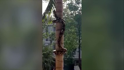 Python Climbing Up A Tree In Thailand
