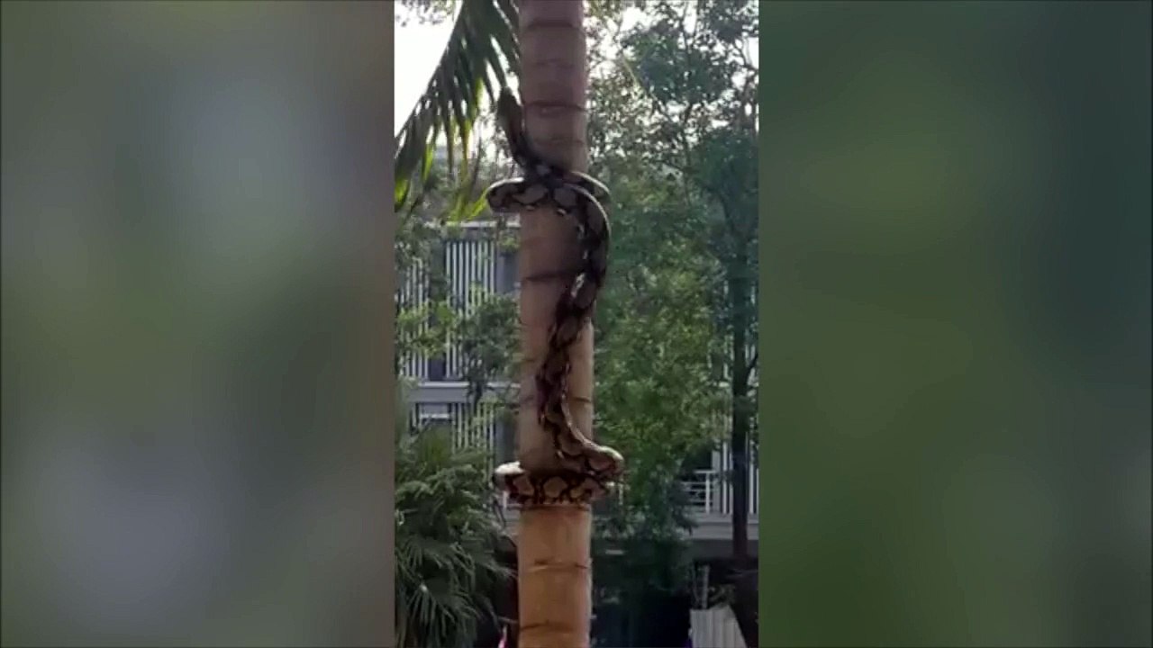 Python Climbing Up A Tree In Thailand