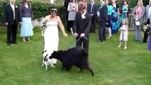Ha Ha Ha !!! Dog Spoiled the Wedding !!! Embarassing