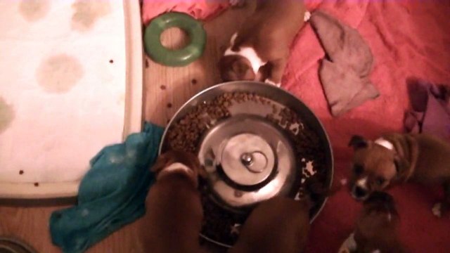 75ème vidéo des chiots de la 19ème portée de Staffordland