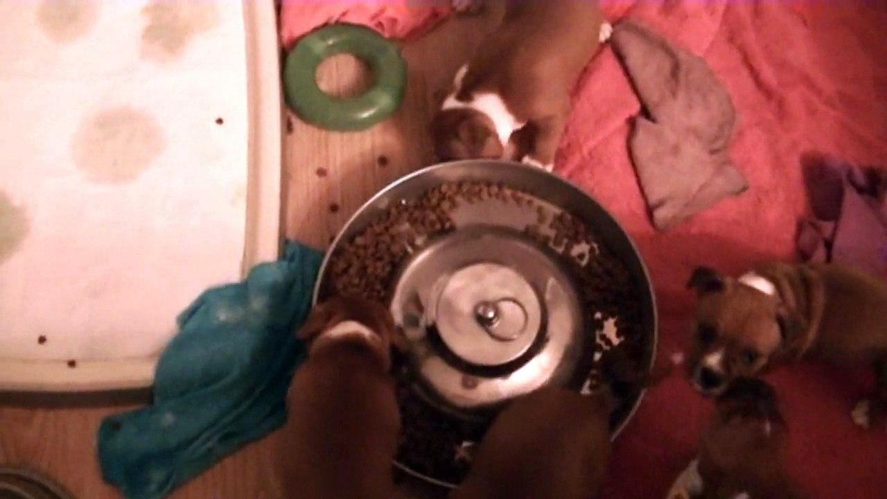 75ème vidéo des chiots de la 19ème portée de Staffordland