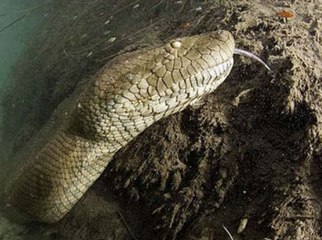 Pikniğe Giden Genç Kızı Yılan Kaptı!